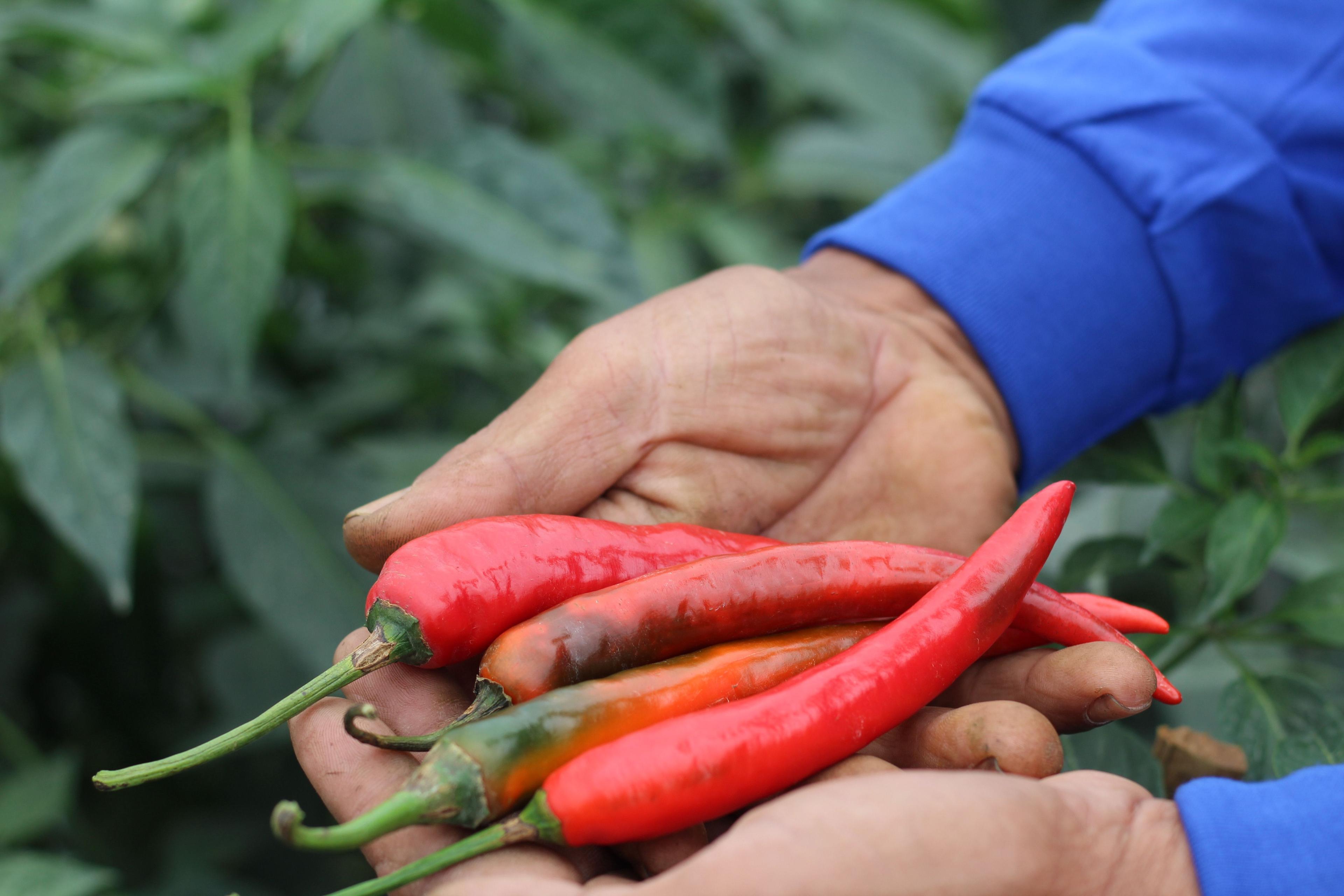 Empat buah cabai merah besar di tangan petani